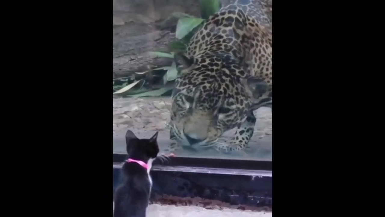 Funny Cute Animal Videos for Kids to Enjoy