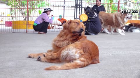 Funny Dogs & Puppies