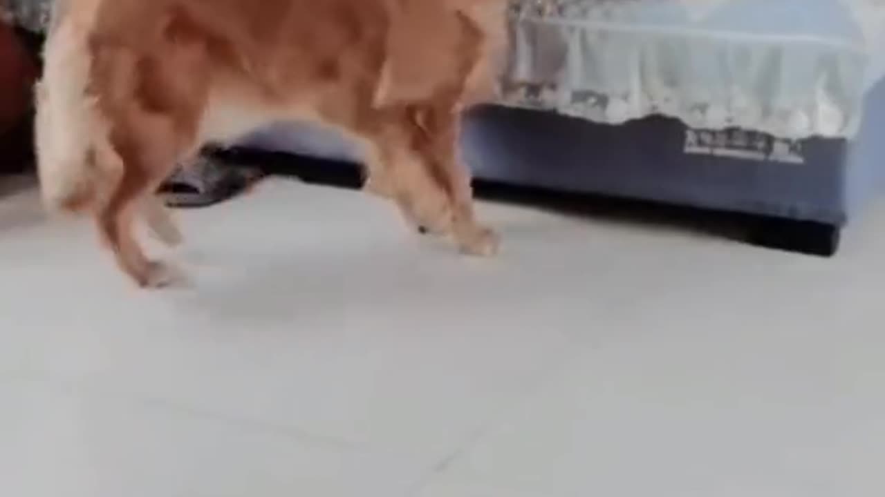 Funny Dogs😂