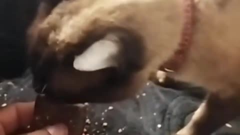 المرح مع القطط