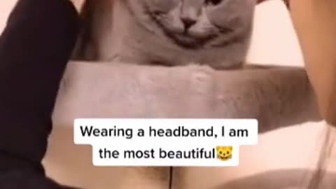 IM SEXY AND I KNOW IT 🤣FUNNY CAT#shorts