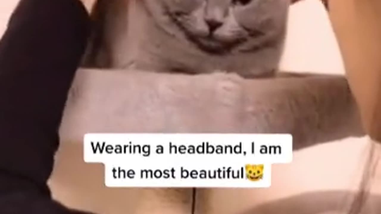 IM SEXY AND I KNOW IT 🤣FUNNY CAT#shorts