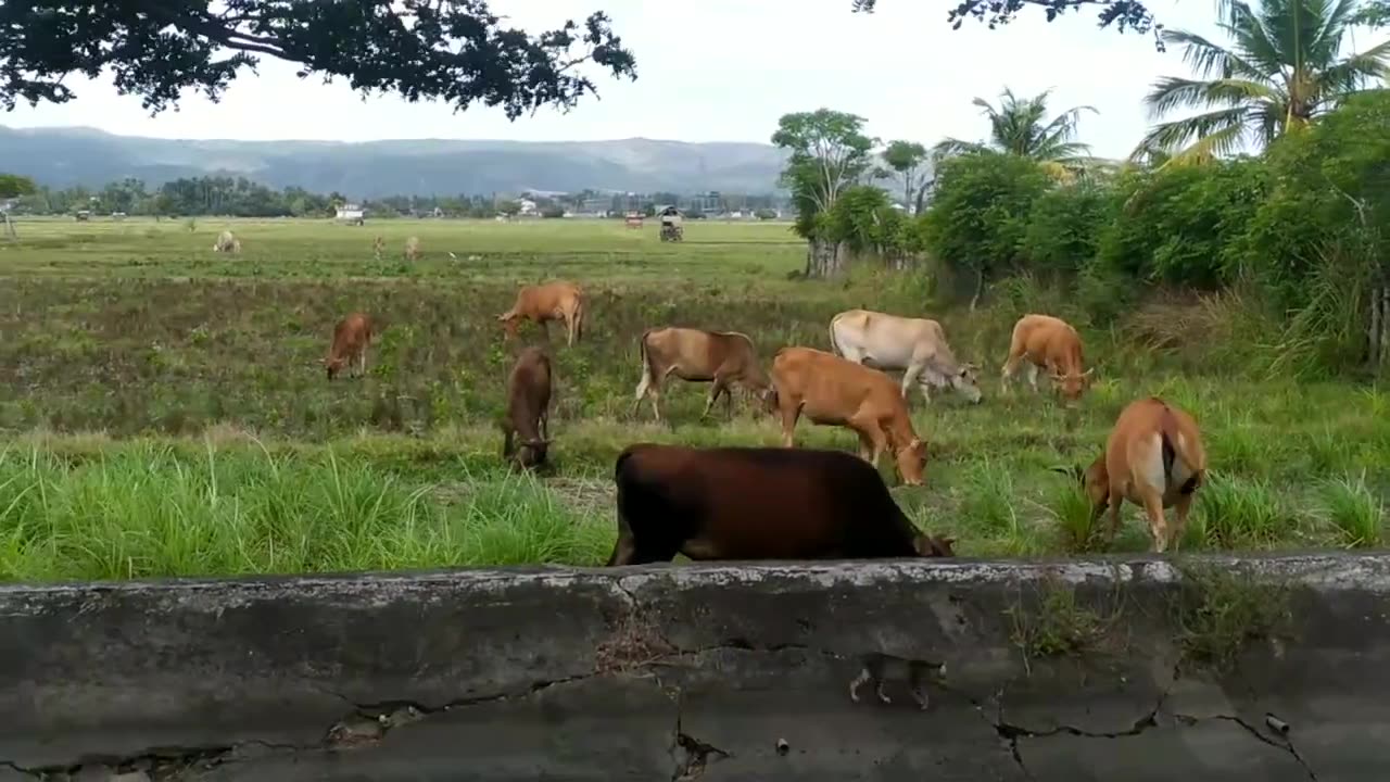 Cows Are Eating With Stork