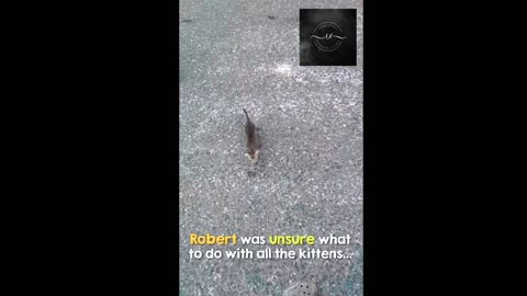 Funny Animals