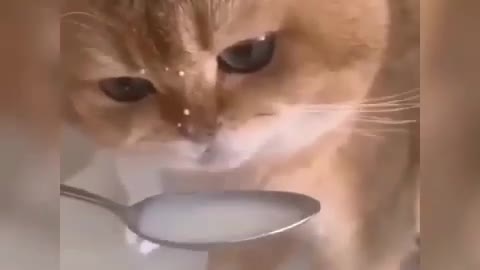 Funny Animals Video 😂 Funniest Cats & Dogs 😺