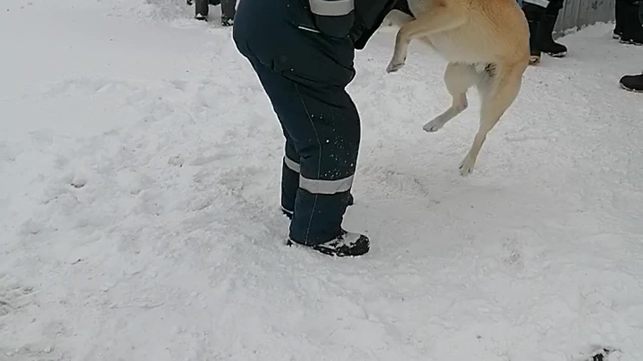 Dog Jack came for a bone and what pleased him in the end?