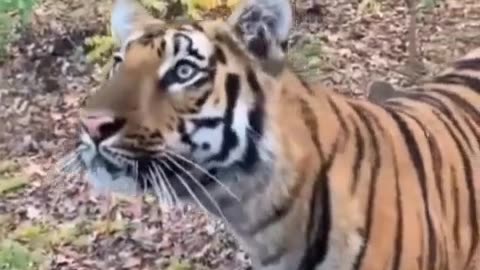 Tiger.