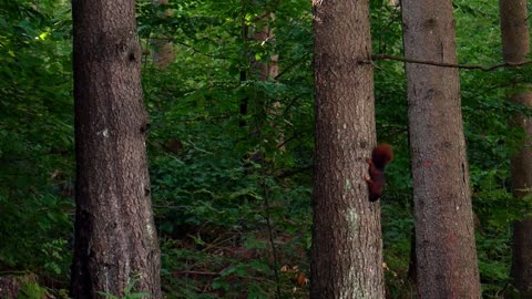 funny squirrel