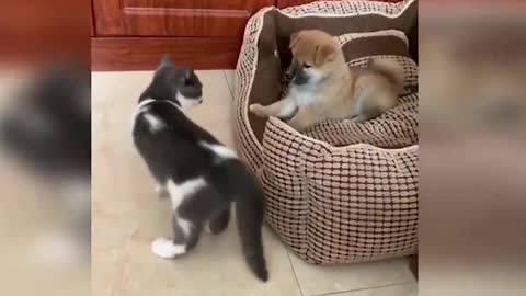 Funny cat
