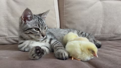 Cute Kitten Reacts to Baby Chickens