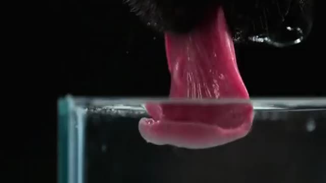 This is how dogs drink