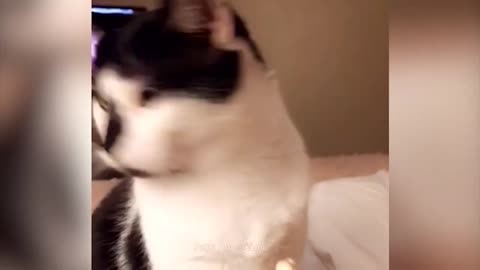 Funniest Animals 2023 - Funny Cats and Dogs Videos