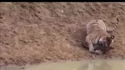 Tiger catches Warthog bb