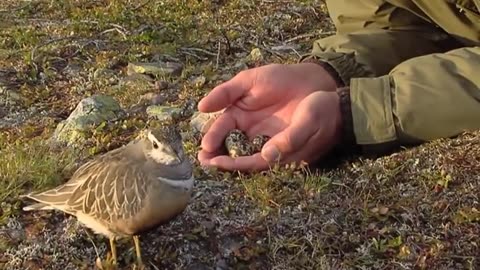 increadible love with bird