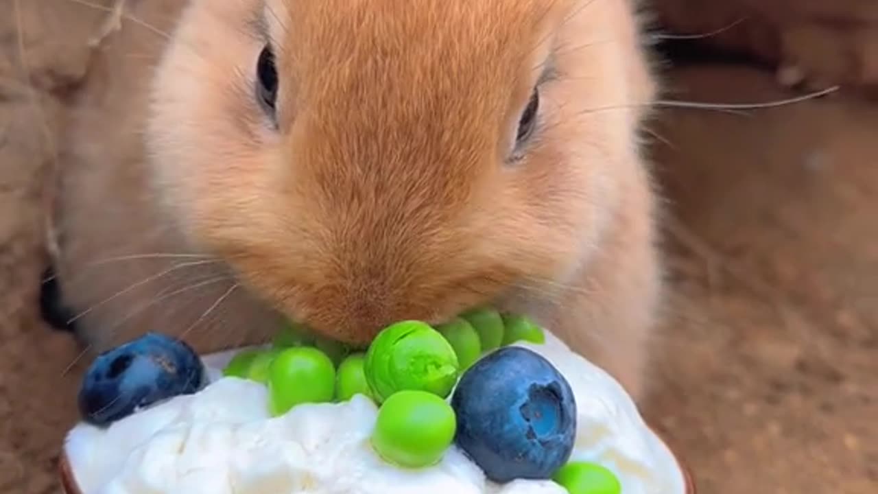 Beautiful innocent rabbit eating