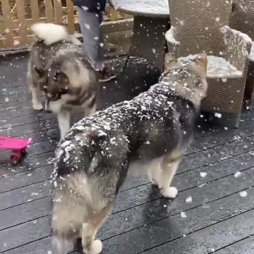 Very good food. 🐶😂😅🤣🤣