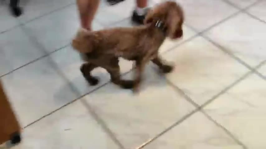 Dog training video