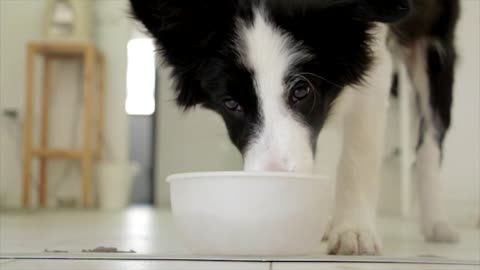 Dog drinks pet food