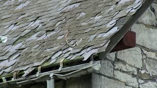 After centuries, Belgian nuns make beer