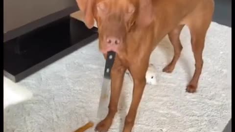 You’ve got a teenage dog 🤪🎸🤘