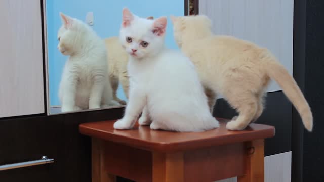 Cat's first reaction to looking in the mirror