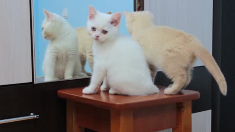 Cat's first reaction to looking in the mirror