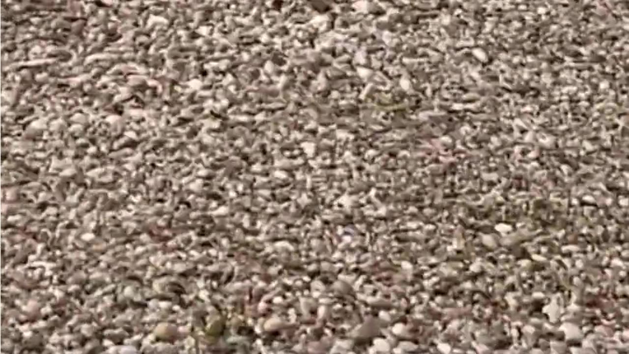 Momen pesawat melakukan pendaratan darurat di pantai Long Island