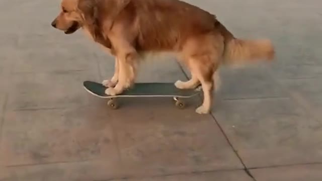 Dogs are very good at skateboarding, I can't skateboard yet. . .