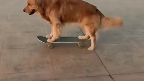 Dogs are very good at skateboarding, I can't skateboard yet. . .