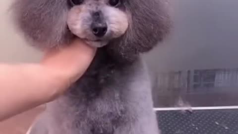 Is my new hairstyle cute🥰