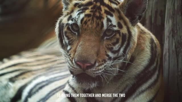 Can Tiger Mate With Lioness_Cut