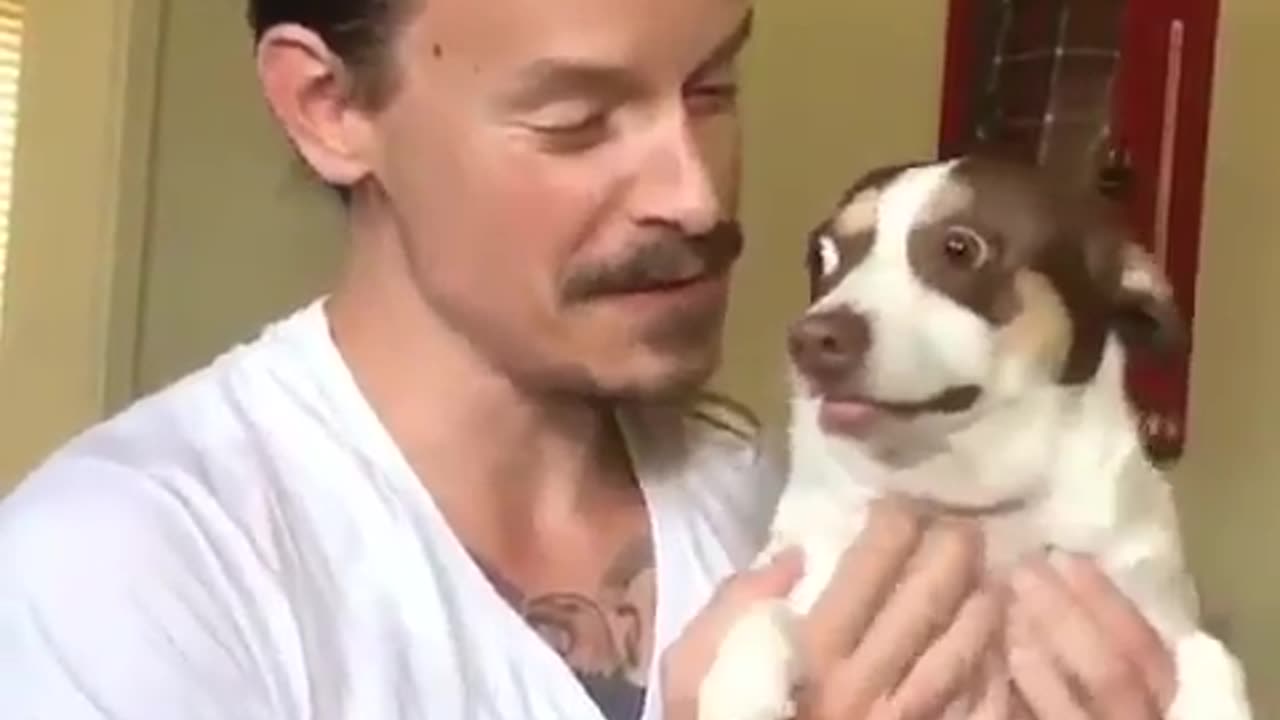 An endless stream of funny animal videos