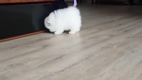 Cute dog