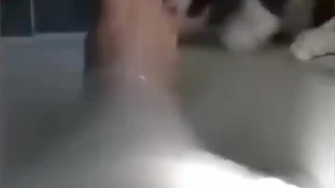 Funny dog ""