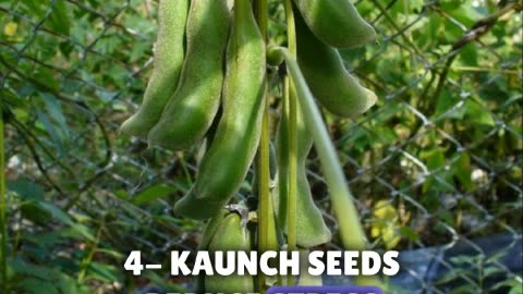 Kaunch Seeds: Small Seeds, Big Benefits
