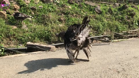 Turkey Bird trying to attack on men