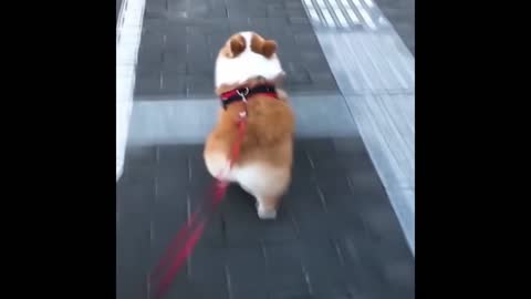 Cute Dogs Compilation 1