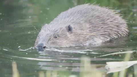 Beaver. Dam construction.