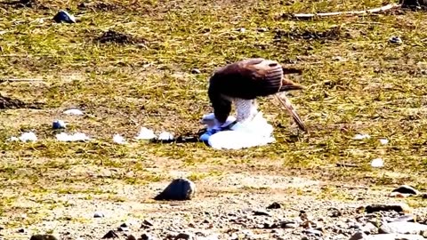 Eurasian Goshawk Feasts on Heron 🦅🦢