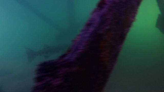 Nadador se encontrĂ³ sin querer con una enorme barracuda debajo de su bote