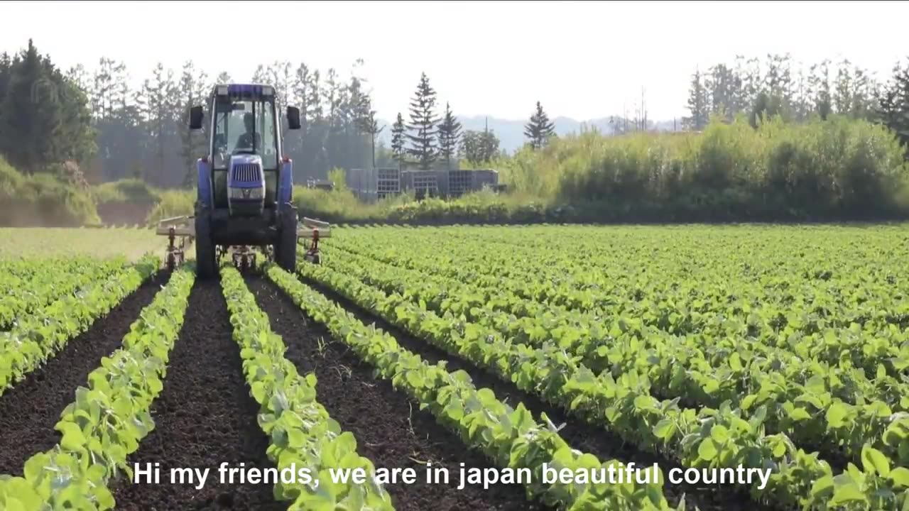 How it made Soy Sauce - Soybean Harvesting Machine - Japan Traditional Soy sauce Processing Factory