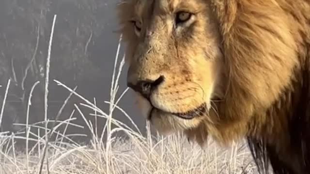 The king