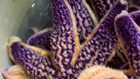 seafood