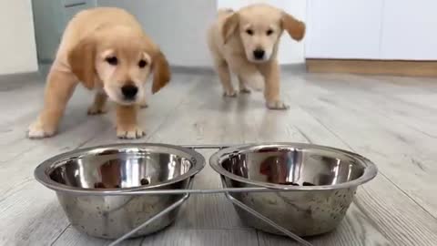 Dog Dad Reviews Food with His Puppies