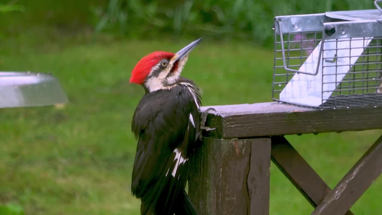 As a family watches from a window, a large woodpecker easily splinters a cedar deck.