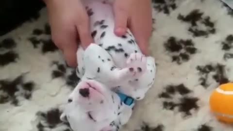 Massage a newborn puppy