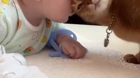 Funny cat and Baby