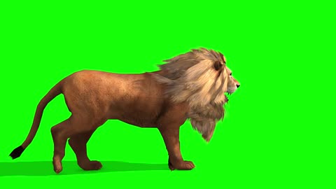 Lion Green Screen