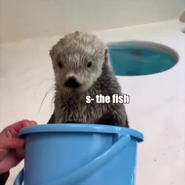 Funny Inspector Otter in Action