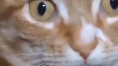 Lizard caught doing there thingy publicly - My Cat freaked out